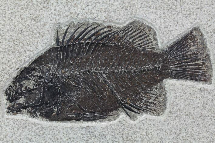 Cockerellites (Priscacara) Fossil Fish - Hanger Installed #88774
